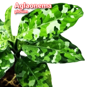 Aglaonema pictum